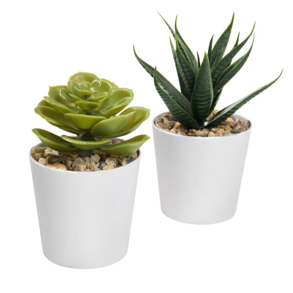 SET DE PLANTAS ALISO